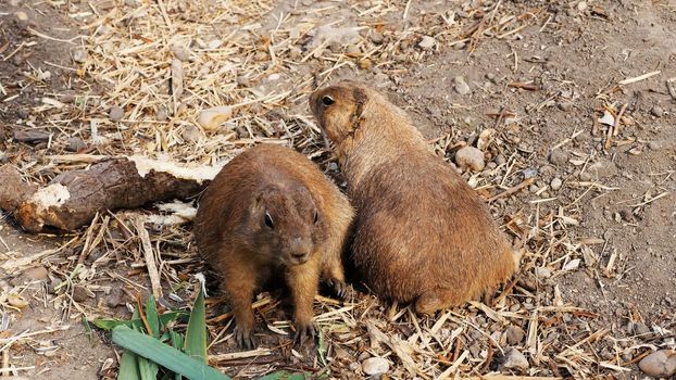 Prairie dogs eating. near logs, old roots, on a hot summer day,. High quality photo