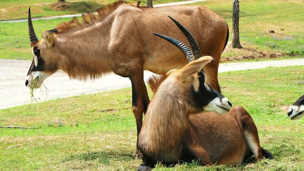 SAFARI PARK POMBIA, ITALY - JULY 7, 2018: Travel in car in SAFARI zoo. brown mountain goats, antelopes, different types of goats are On green grass. artiodactyls. herbivores. High quality photo
