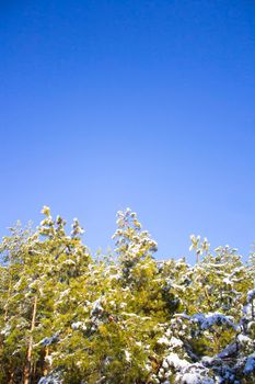 Winter Pine forest under blue sky at sunny day. Vertical Nature landscape with copy space.