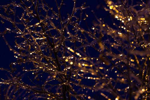 Night background with icy branches lit by rays of light. Dark solid backdrop.