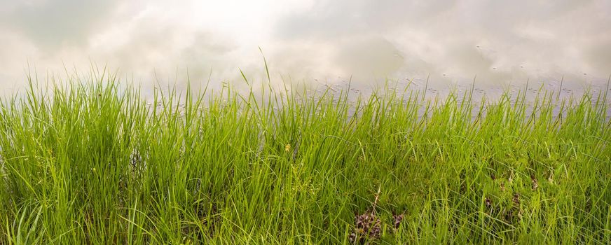 Green grass swamp on the bank of a river or pond, view from the shore of the clouds reflected in the water, banner.