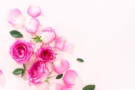 Flat lay. Pink roses and rose petals on a pink background.