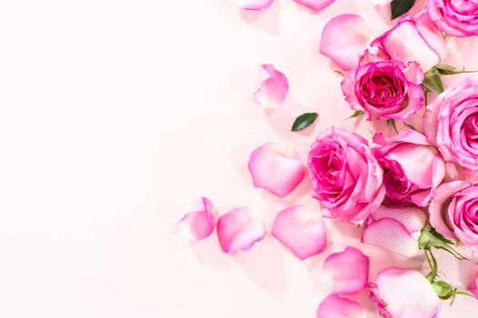 Flat lay. Pink roses and rose petals on a pink background.