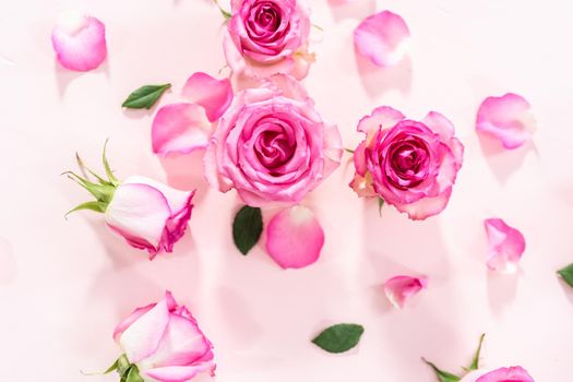 Flat lay. Pink roses and rose petals on a pink background.