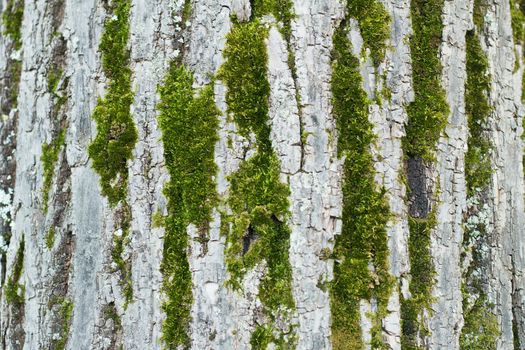 Tree bark with moss.Seamless texture.