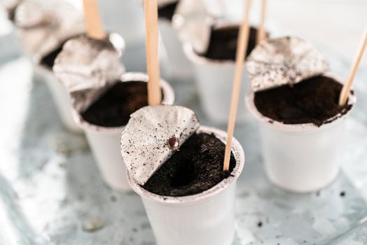Planting seeds into coffee pods to start an indoor vegetable garden.