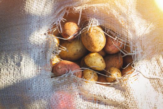 Potatoes in a bag. The bright rays of the sun illuminate the potatoes harvested in the field. Harvesting. Farming facility for growing vegetables. Farming concept.