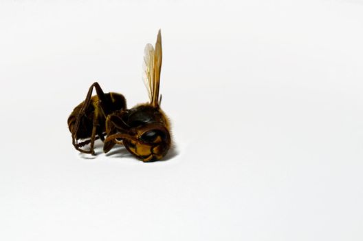 A dead wasp isolated on a white background
