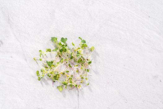 Flat lay. Freshly harvested radish microgreens in a bowl.