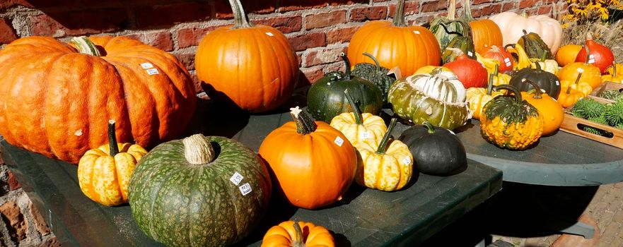 Table with pumpkin for sale in the Netherlands. The prices are on the pumpkins. The table was in a restaurant which was combined with a farm.