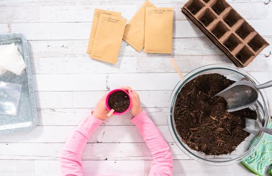 Flat lay. Planting seeds into peat moss pots to start an indoor vegetable garden.