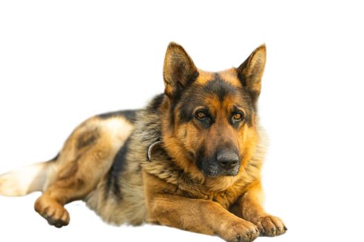 close-up of a German shepherd with intelligent eyes and protruding tongue. Dog is a friend of man