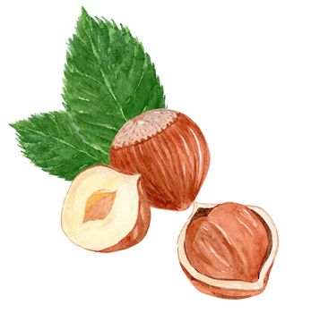 Watercolor hazelnut with leaves hand drawn illustration isolated on white background.