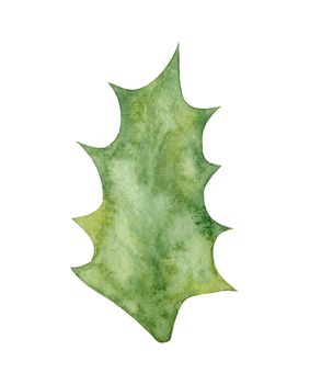 Watercolor holly leaf isolated on white background