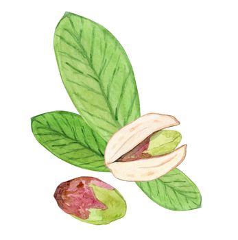 watercolor pistachio nut hand drawn illustration isolated on white background