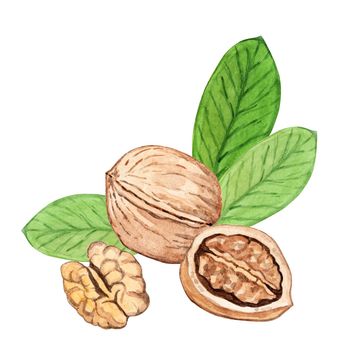 Watercolor walnut with leaves isolated on white background hand drawn illustration. Walnuts peeled and unpeeled composition for label, logo, wrap