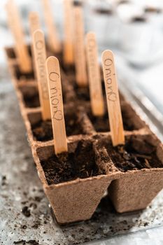 Planting seeds into peat moss pots to start an indoor vegetable garden.