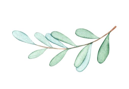 Watercolor mistletoe branch isolated on white background