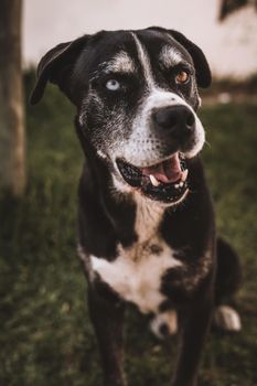 Portrait of dog with 2 different eyes colour. High quality photo