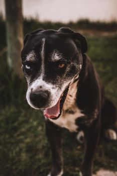 Portrait of dog with 2 different eyes colour. High quality photo