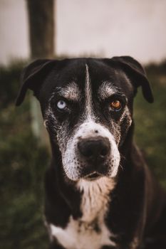 Portrait of dog with 2 different eyes colour. High quality photo