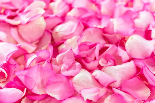 Flat lay. Background of petals from pink roses.