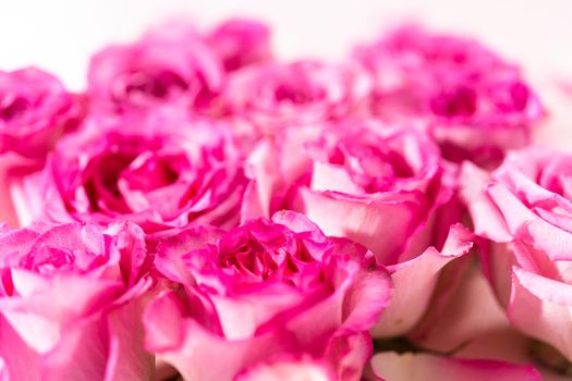 Pink roses and rose petals on a pink background.