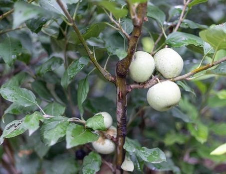 Close up view of the tree branch with green apples on the branch