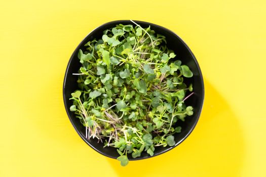 Flat lay. Freshly harvested radish microgreens in a bowl.