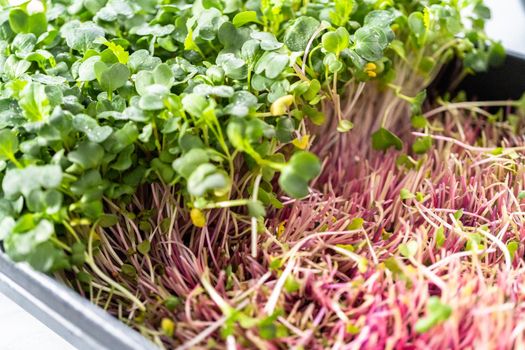 Harvesting radish microgreens from a large plastic tray.