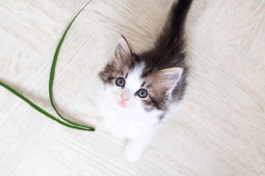 Small fluffy gray kitten on the floor close up, top view