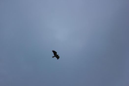 Black-chested snake-eagle (Circaetus pectoralis) flying beneath dark overcast clouds, Roossenekal, South Africa