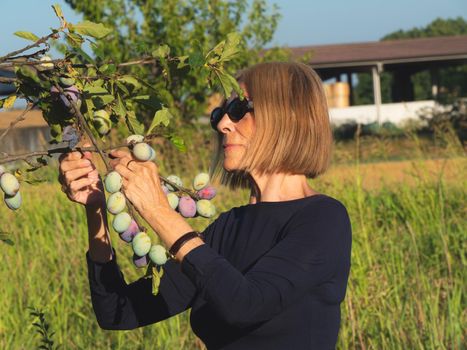 elegant lady picking plums and peaches in a farm during summer