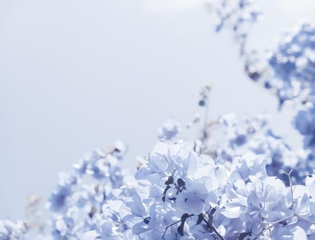 Flower background, spring nature and botanical beauty concept - Blue floral composition