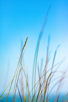 Beauty in nature, balanced lifestyle, environmental concept - Rustic spring field