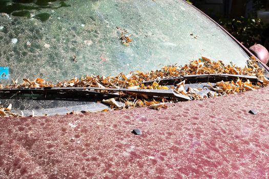 Dust and yellow autumn leaves on the hood of a car