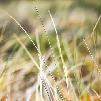 Beauty in nature, balanced lifestyle, environmental concept - Rustic spring field