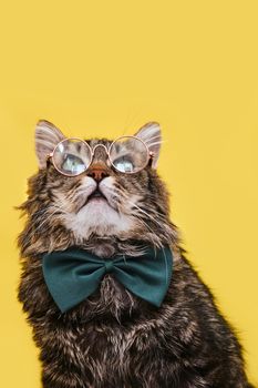 Funny smart cat in bow tie and glasses sitting on yellow background, copy space for text. Optics glasses store, creative advertisement. Online courses, remote distant education concept.