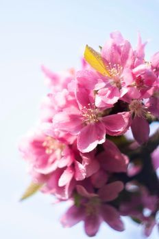 Decorative red apple tree flowers blossoming at spring time, floral natural background. High quality photo