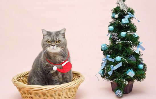 a gray sad british cat in a santa costume sits in a basket near the christmas tree, High quality photo