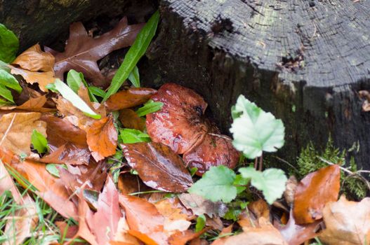 Liver fungus on an old rotten stump, autumn mushroom picking in the forest, High quality photo