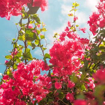 Floral background, spring nature and botanical beauty concept - Coral blooming flowers and blue sky, feminine style background