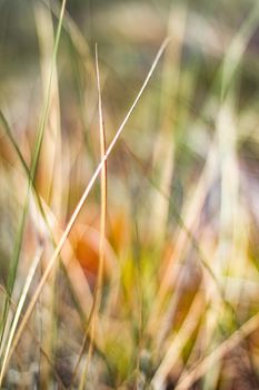 Beauty in nature, balanced lifestyle, environmental concept - Rustic spring field