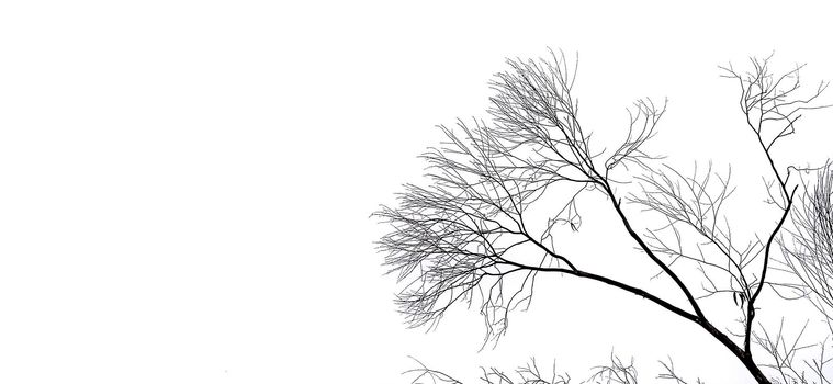 Dry branches silhouette under white sky in Spain