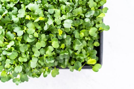 Harvesting radish microgreens from a large plastic tray.