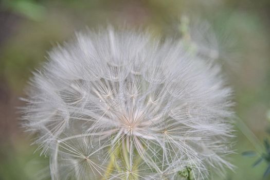 A large white ball of dandelion in hand against the sky. High quality photo