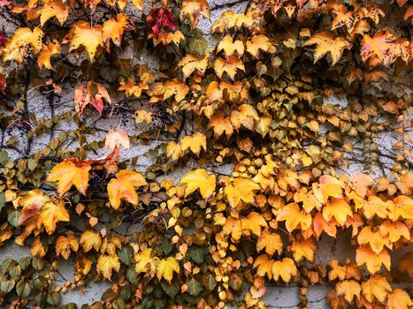 Fall season, weather and environment concept - Autumn leaves and trees, nature background