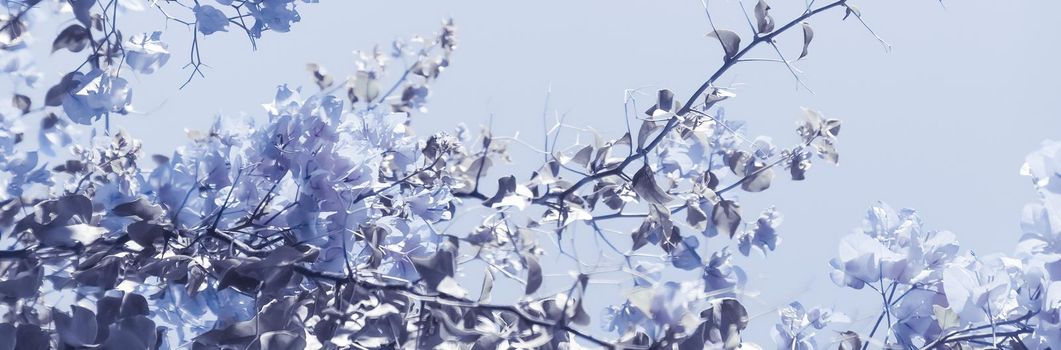 Flower background, spring nature and botanical beauty concept - Blue floral composition