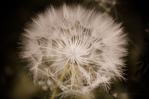 A large white ball of dandelion in hand against the sky. High quality photo