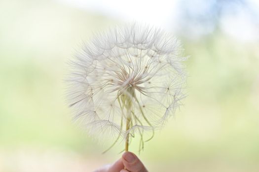 A large white ball of dandelion in hand against the sky. High quality photo